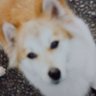 Profilbild von ルビー