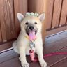 柴犬ジャパン's profile picture