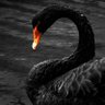 BlackSwan's profile picture