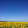 Tish 🌻☮️ 的头像