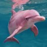 Profilbild von ดามี🐬
