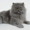 Фото профиля Amena AlBawarshi