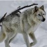 La Tanière de loups 的头像