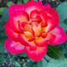 Rose Dufay 的头像