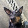 DogThatTalks 的头像