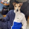 Hundmannen's profile picture