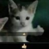 Brawls profil fotoğrafı