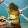 Dir Diggler's profile picture