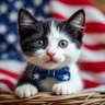 Crazy Cat ็ๅคดๅ
