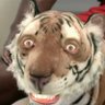 Profilbild von AL