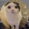 まいめろでぃー 的头像