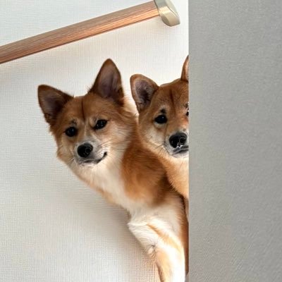 siba_maro's profile picture