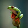 Фото профиля The Frog