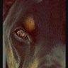 Profilbild von Angus Ozer