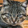 tomcat's profile picture