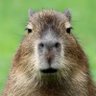 Mr.Capy's profile picture