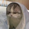 นุเปงแงว🐈's profile picture