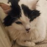 Heathcliff's profile picture