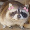 Raccoon Randi's profile picture