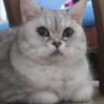 dahaka's profile picture