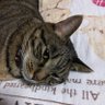 てつとら profil fotoğrafı