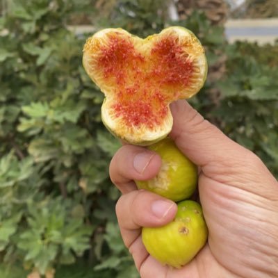 alrifi9's profile picture
