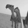 المطيريْ. 的头像