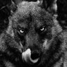 𝕿𝖍𝖊𝕭𝖎𝖌𝕭𝖆𝖉𝖂𝖔𝖑𝖋's profile picture