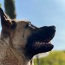 Hàidēs's profile picture