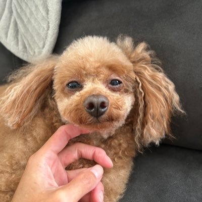 chi(ちー) #兵庫の躍動を止めない's profile picture