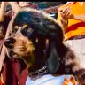 David Jones (The Living Parody)'s profile picture