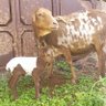 Anam Farm 的头像