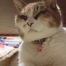 ねこねこ's profile picture