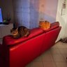 Liliana Giovenco profil fotoğrafı