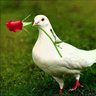 Minu's profile picture