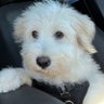 Freedom Doggy's profile picture