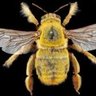 Don’t Bee Stunned…I said what I said profil fotoğrafı