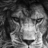 Donderr profil fotoğrafı