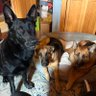 CAM 🇺🇸🐾🇺🇸 profil fotoğrafı