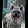 Profilbild von Kevin Trudel