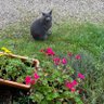 Profilbild von chat de sécurité