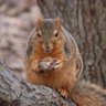 Michigan Squirrel Alum profil fotoğrafı