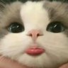 Profilbild von ほぼぽにお