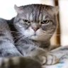 伯克利达利特's profile picture