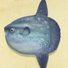 Profilbild von マンボー / Manbo