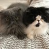 Chooch profil fotoğrafı
