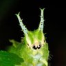 bug / te pēpeke ✿'s profile picture