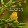 Sania Amir ็ๅคดๅ