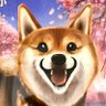 柴犬弥生 profil fotoğrafı