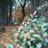 菊蔵 profil fotoğrafı
